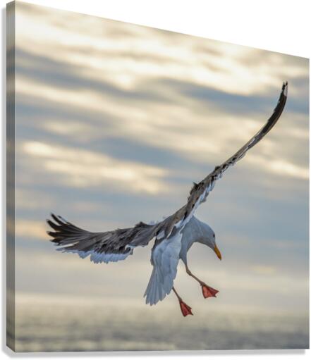 Seagull in the wind Canvas Print