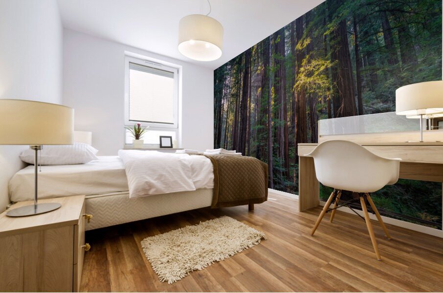 Muir woods Mural print