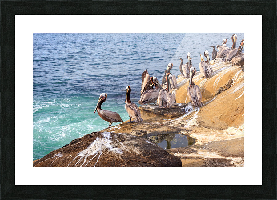 Pelicans 2 Picture Frame print