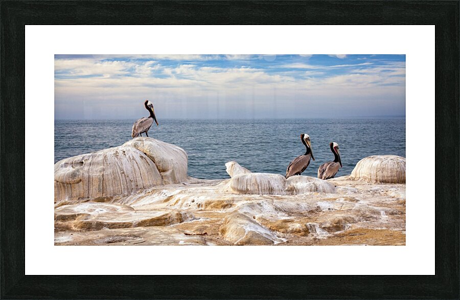 Pelicans 1 Picture Frame print