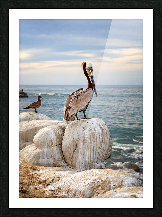 The pelican Picture Frame print