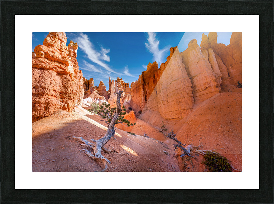 Lone tree at Bryce Picture Frame print