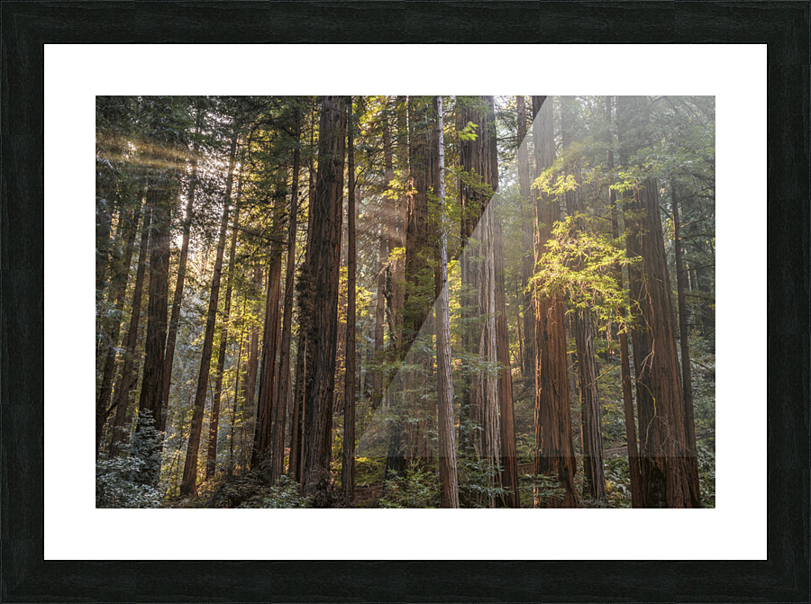 Muir woods Picture Frame print