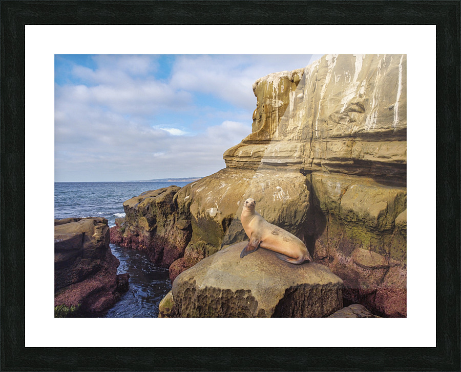Seal sunbathing Picture Frame print