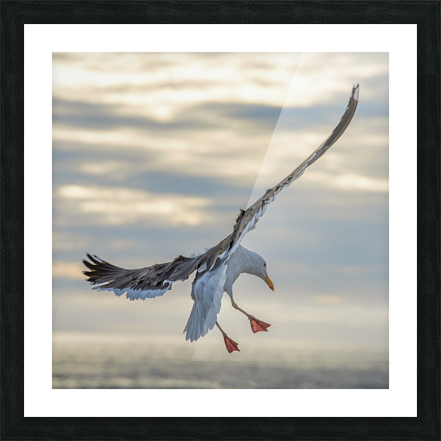 Seagull in the wind Picture Frame print