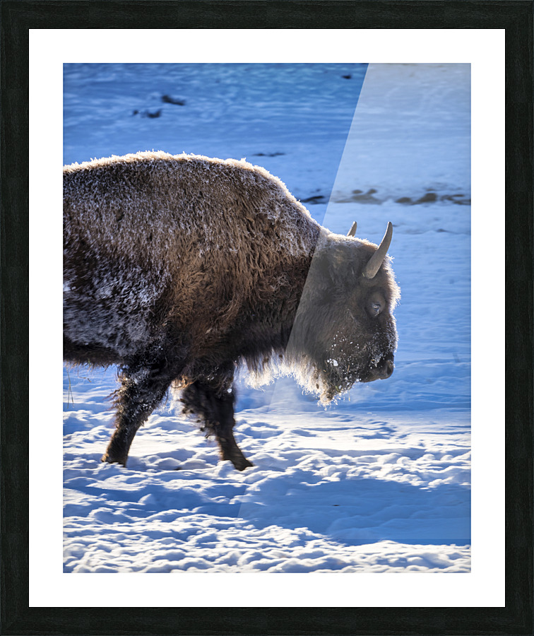Zion Bison Picture Frame print