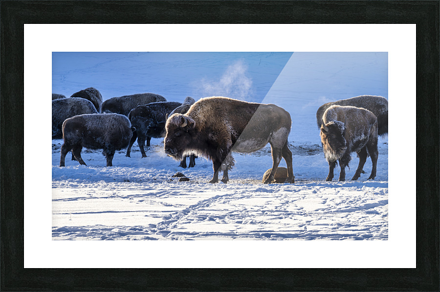 Zion bisons Picture Frame print