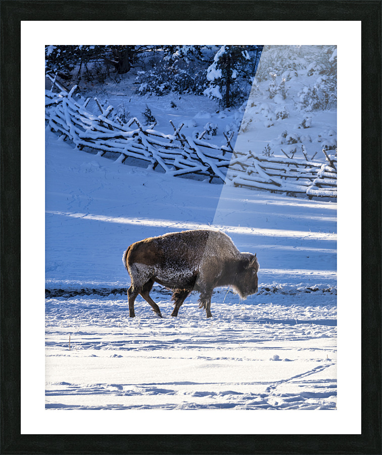 Zion bison 2 Picture Frame print