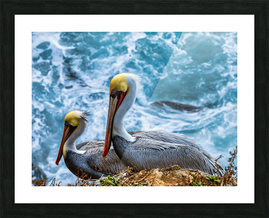 Pelicans Picture Frame print