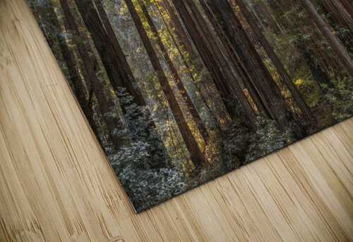 Muir woods Yves COUTURIER puzzle