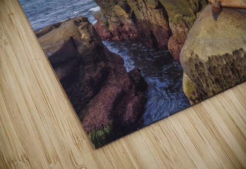 Seal sunbathing Yves COUTURIER puzzle