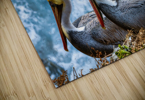 Pelicans Yves COUTURIER puzzle