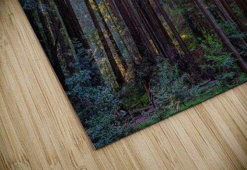 Muir woods Yves COUTURIER puzzle