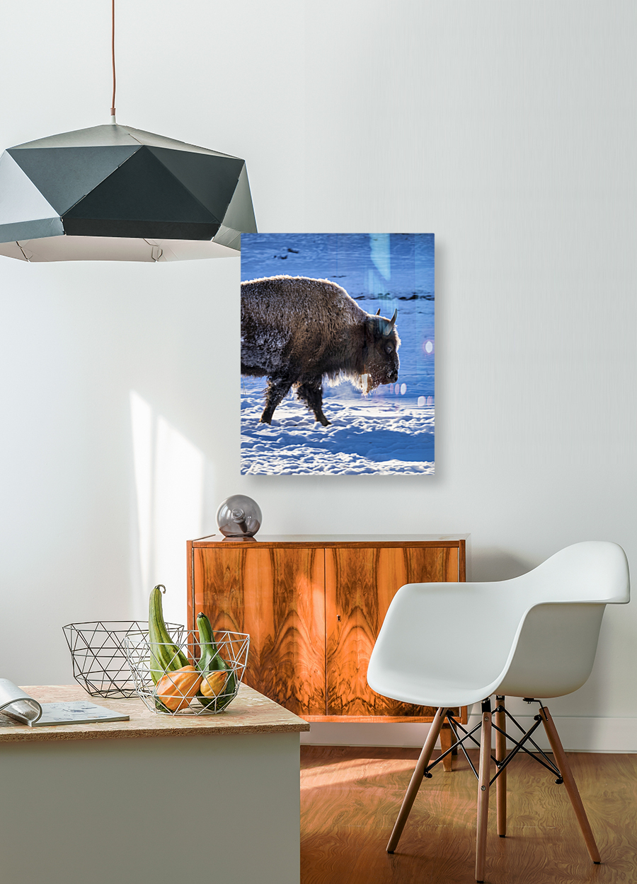 Zion Bison Reproduction