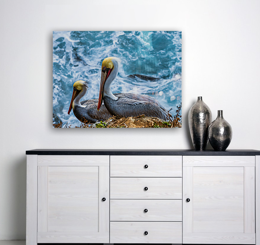 Pelicans Reproduction