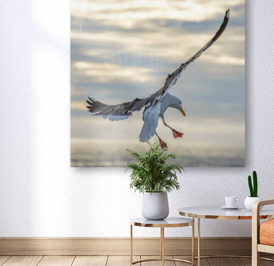 Seagull in the wind Reproduction