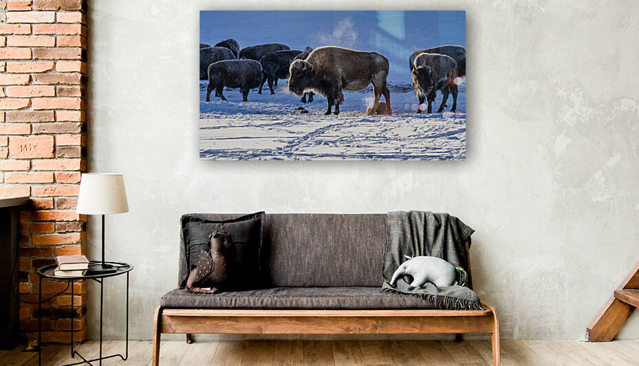 Zion bisons by Yves COUTURIER