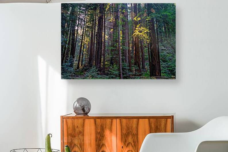 Muir woods by Yves COUTURIER