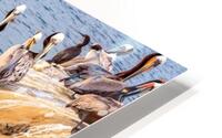 Pelicans 2 HD Metal print