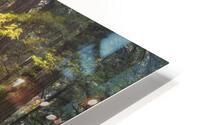 Muir woods HD Metal print