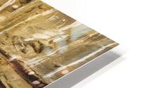 Seal sunbathing HD Metal print