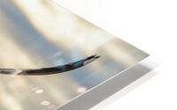 Seagull in the wind HD Metal print
