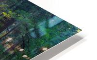 Muir woods HD Metal print