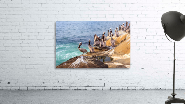 Pelicans 2 Wall Preview