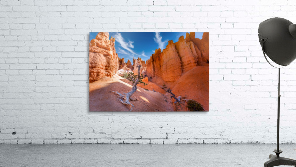 Lone tree at Bryce Wall Preview
