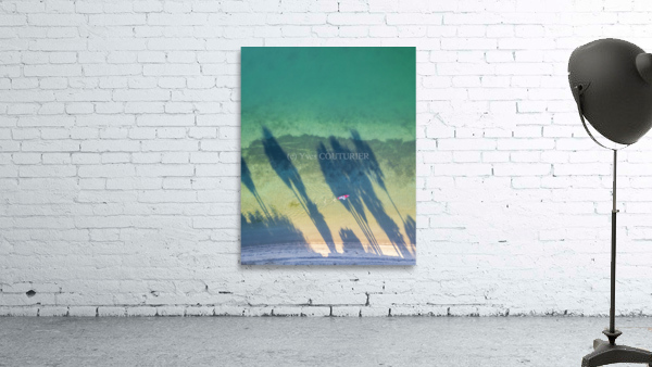 palm tree shadows Wall Preview