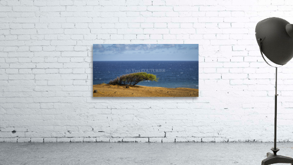kaupo Wall Preview