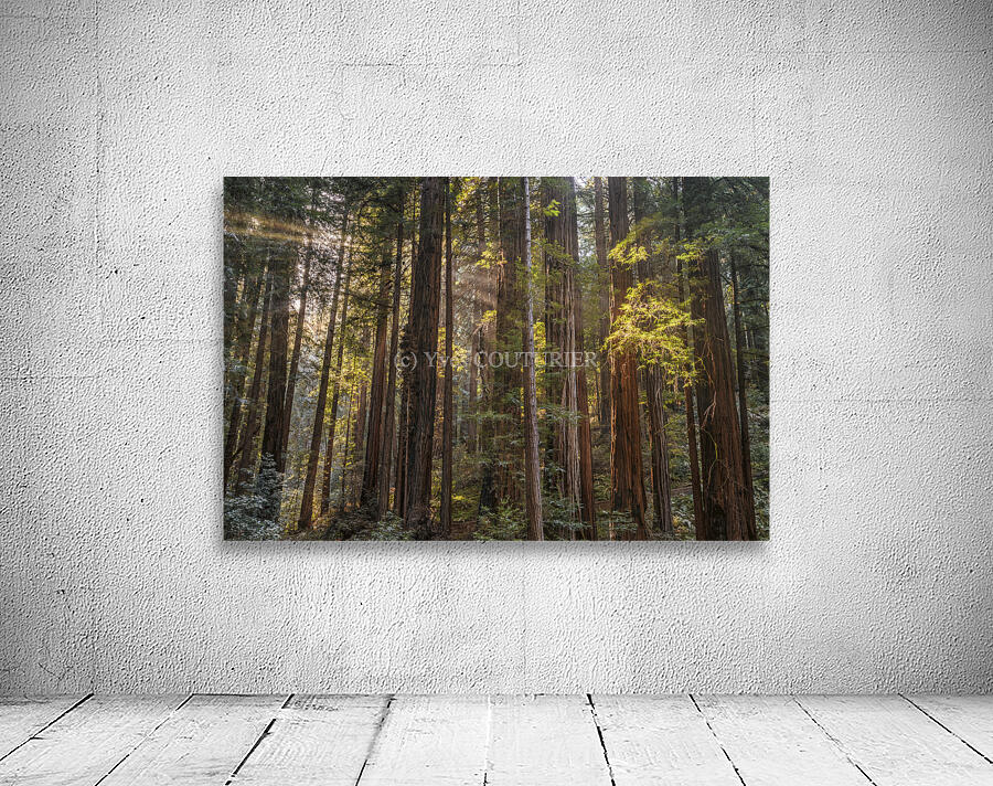 Muir woods Wall Preview