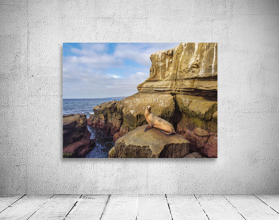 Seal sunbathing Wall Preview