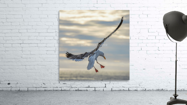 Seagull in the wind Wall Preview