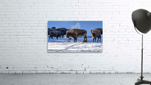 Zion bisons Wall Preview