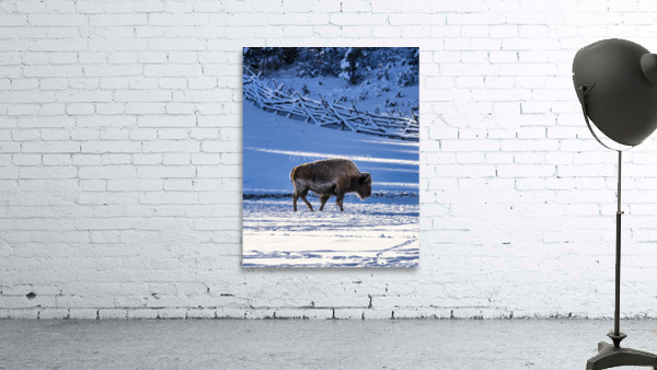 Zion bison 2 Wall Preview