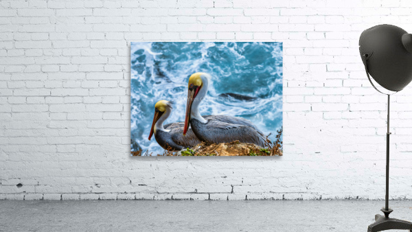 Pelicans Wall Preview