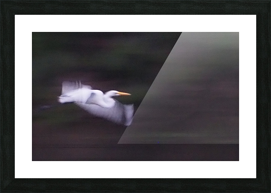 The White Stork Picture Frame print