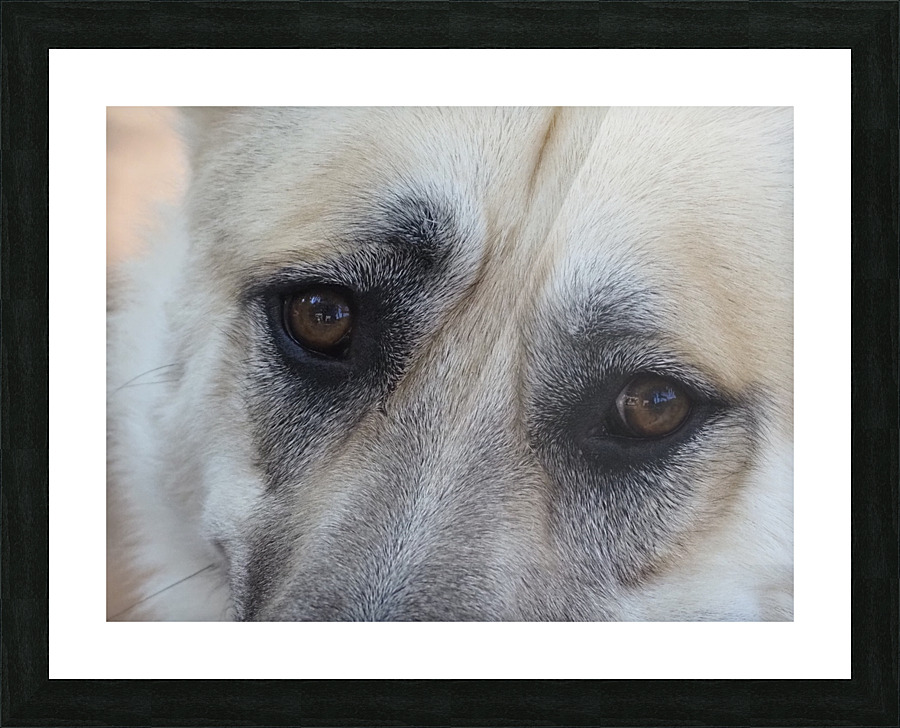 Patiently Waiting Picture Frame print