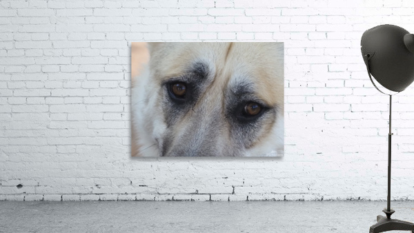 Patiently Waiting Wall Preview