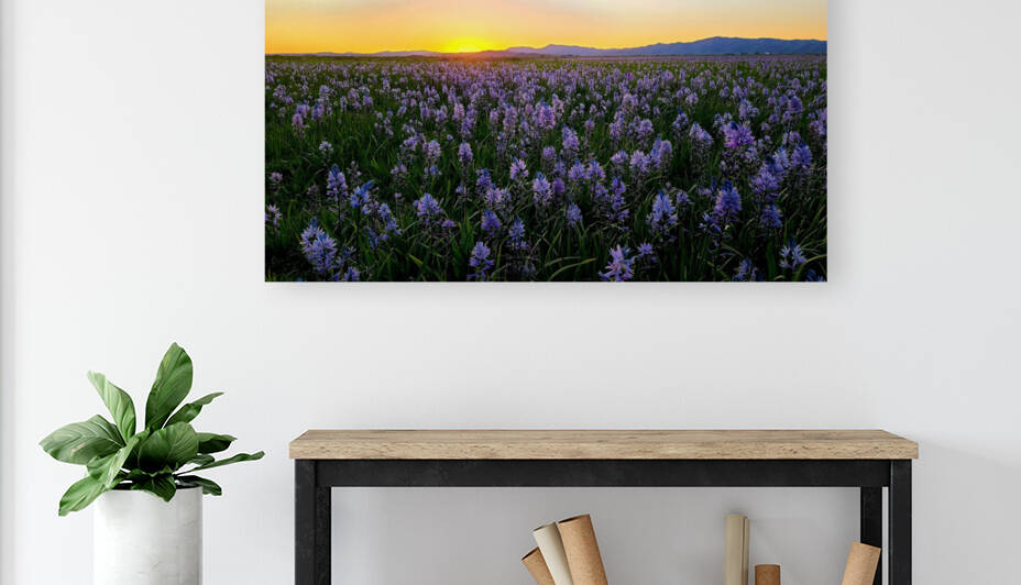 Field of Camas Wildflowers by Fields Photos