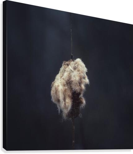 Cattail at Dusk Canvas Print
