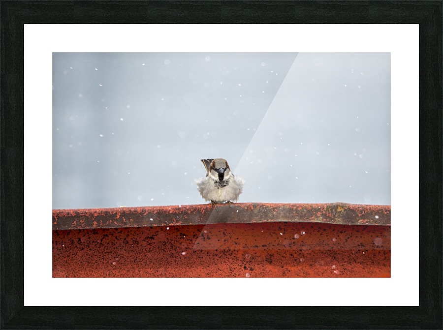 Snowy Sparrow Picture Frame print