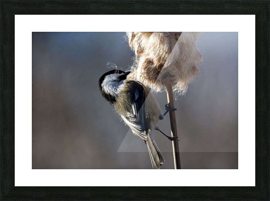 Chickadee and Cattail Picture Frame print