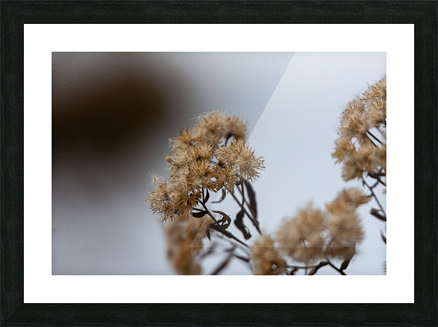 Winter Flowers Picture Frame print