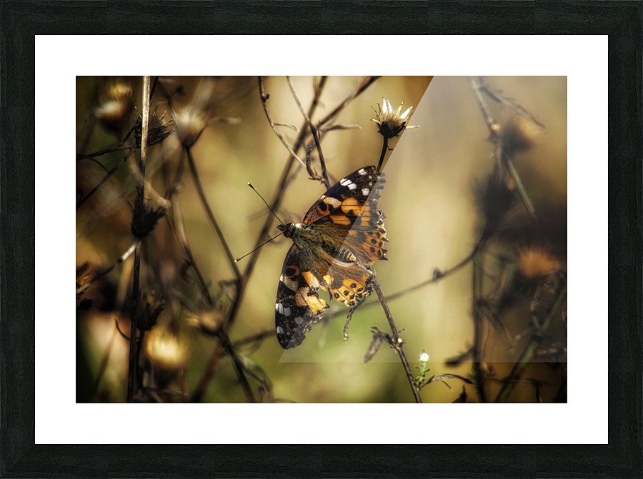 Painted Lady Picture Frame print