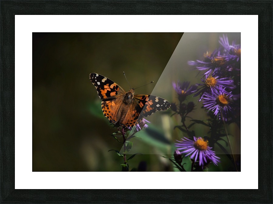 Summer Lady Picture Frame print