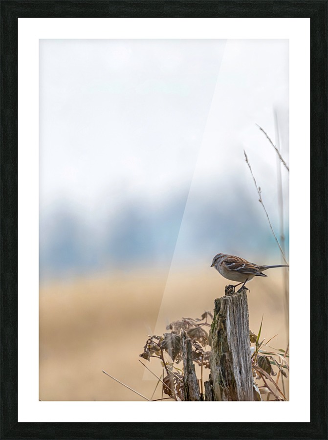 Vigil Picture Frame print