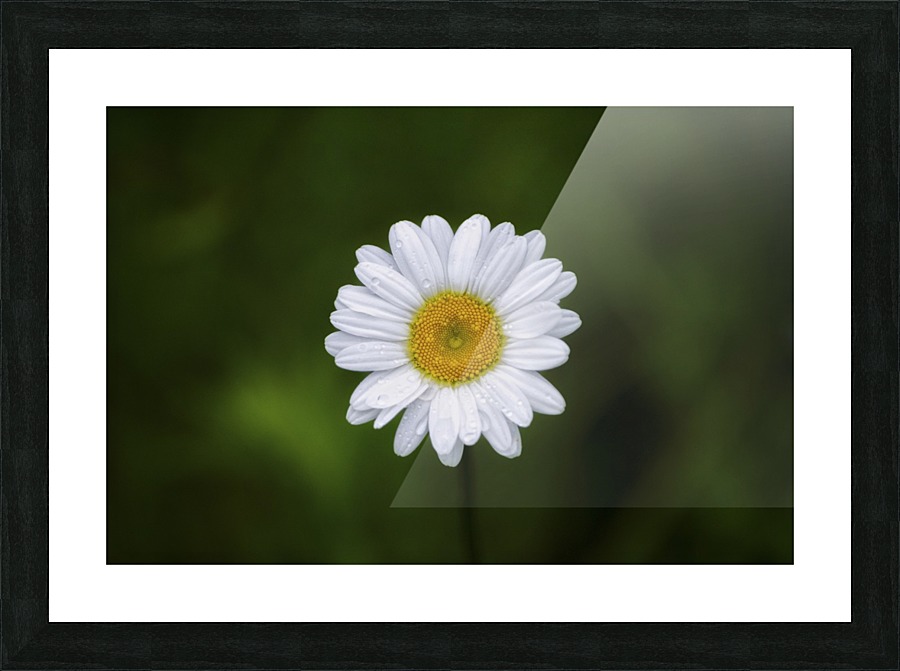 Petals Picture Frame print