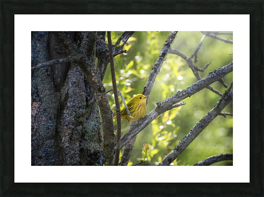 Ent Picture Frame print